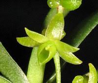 Image result for Angraecum sacciferum