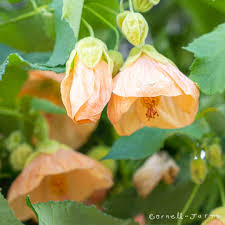 Image result for Abutilon