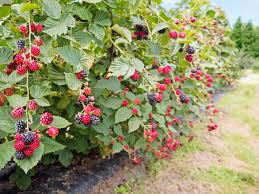 Find & download the most popular raspberry plant photos on freepik free for commercial use high quality images over 9 million stock photos. 12 857 Raspberry Bush Stock Photos And Images 123rf