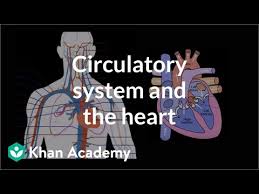 The hepatic artery carries blood from the aorta to the liver, whereas the portal vein carries blood containing the digested nutrients from the entire gastrointestinal tract, and also from the spleen and pancreas to the liver. Circulatory System And The Heart Video Khan Academy