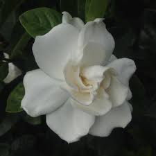 Gardenias Plant Care And Collection Of Varieties Garden Org Plant Care Plants Flower Pictures