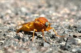 Image result for Rinorea ferruginea