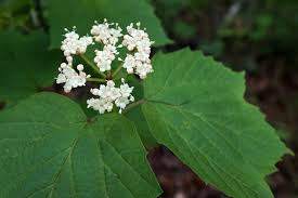In spring and summer, leaves are a cheery bright green, but as autumn arrives, they start showcasing pastel hues. Viburnum Acerifolium Maple Leaf Viburnum Mapleleaf Viburnum North Carolina Extension Gardener Plant Toolbox