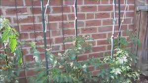Gurken eignen sich sowohl für den anbau im garten als auch im gewächshaus. Im Garten So Tomaten Gurken Ausgeitzen Youtube