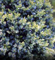 Common Boxwood Boxwood Tree Hedging Plants Companion Planting