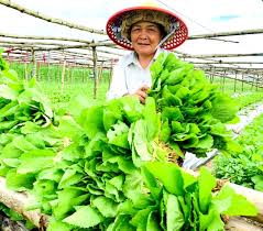Cửa hẹp với nông sản sạch
