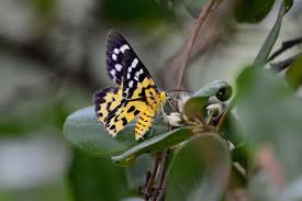 Image result for Dysphania procera