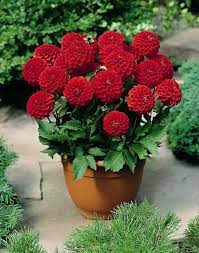 Dahlia Melody Series Bolero Container Flowers Container Gardening Flowers Beautiful Flowers