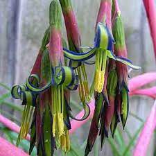 Gabe garms poison hemlock (conium maculatum) is. Billbergia Nutans At San Marcos Growers