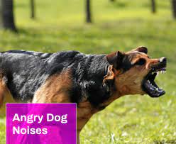 We did not find results for: Angry Dog Noises Sound Effect Free Mp3 Mingo Sounds