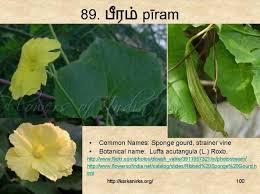 99 Tamil Flowers Kurunjipaatu Flowers 81 90 Plant Leaves Flowers Plants