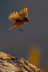 Drakensberg Small Chops Outdoorphoto Gallery Birds Flying Beautiful Birds Pretty Birds