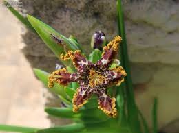 Image result for Ferraria