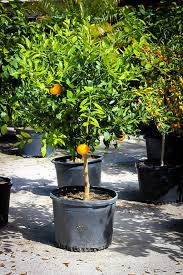 The owari satsuma mandarin is an evergreen tree that produces excellent fruit. Okitsu Satsuma Mandarin Tree For Sale Online The Tree Center
