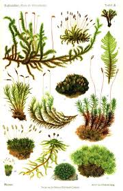 Basic Moss Terrarium Care Botanical Prints Plants Plant Drawing