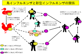 「新型ウイルス、排せつ物からの感染」の画像検索結果