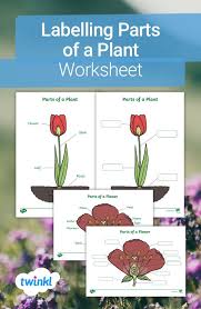 Labelling Parts Of A Plant Worksheet In 2020 Parts Of A Plant Plants Worksheets Parts Of A Flower