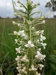 Image result for Habenaria zambesina