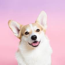 1 257 likes 12 comments winston winnythecorgi on instagram the only way i could love you more is if you were made out of cheese sobachki korgi zhivotnye