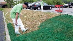 For more information, see the following colorado state extension fact sheet(s). No Mow Grass No Problem 5 Low Maintenance Lawn Alternatives Ctv News