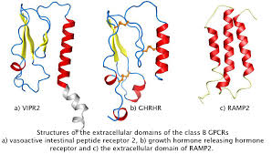 Extracellular Domain Membrane Receptorsmembrane Receptors