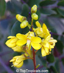 Image result for Caesalpinia cassioides