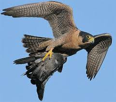 Peregrine Falcon Handsome Fast And Well Traveled Peregrine Falcon Peregrine Raptors Bird