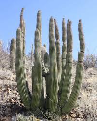 These arms generally bend upward and can number over 25. How Long Does It Take For Cactus To Grow Mitcityfarm
