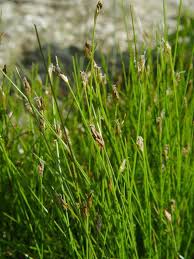 Image result for Eleocharis naumanniana