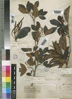 Image result for Allophylus africanus