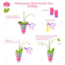 To identify a new bloom spike, look for roots that are growing upwards with glossy green points, rather than round tips. Phalaenopsis Moth Orchid Care Flat Vector Style Isolated On White Royalty Free Cliparts Vectors And Stock Illustration Image 120520030
