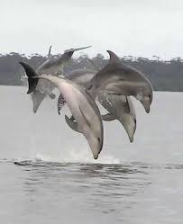 Dolphins Dolphins Photo Dolphins Dolphin Photos Whale