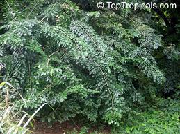 Image result for Pterocarpus megalocarpus
