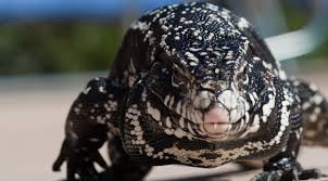 Black And White Tegu Lizard For Sale Tegu Lizard Price Things To Consider Before Buying Tegu Lizard Tegu Reptiles Pet