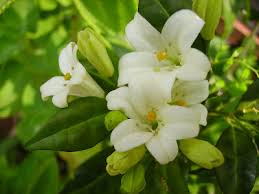 Image result for Murraya paniculata