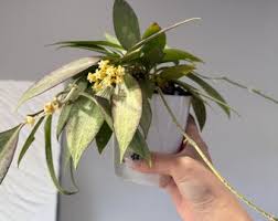 Image result for Selago lacunosa