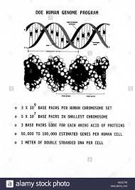 Chart Of The Dna For The Human Genome Project 1990 Image