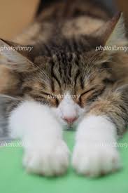 手を伸ばして寝るネコ 写真素材 [ 923860 ] 無料 - フォトライブラリー photolibrary