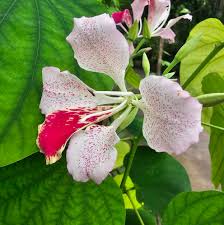Image result for Bauhinia burrowsii