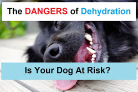 Healthy dogs have a wet nose, moist, shiny gums, and bright, moist eyes. Is My Dog Dehydrated Signs Symptoms And Treatment Of Dehydration In Dogs Pethelpful