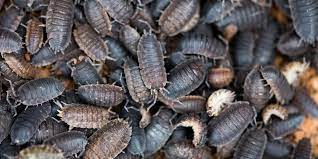 How To Prevent And Get Rid Of Woodlice In The House Pest Defence