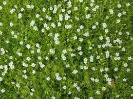 White, green, and yellow are all popular shades.another great way to balance out a boutonniere is with the addition of bold greenery. Sagina Subulata Pearlwort Iris Moss 300 Seeds Etsy In 2021 Ground Cover Trees To Plant Tiny White Flowers