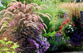 Plante vivace cultivée comme annuelle car non rustique, sa particularité est d'ouvrir ses fleurs uniquement en plein soleil. Creer Un Jardin De Graminees Gamm Vert