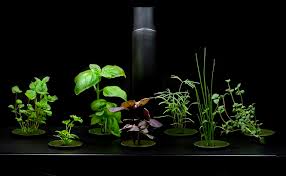 A8bed575.kckb.st have you ever wanted to grow fresh herbs, veggies and fruits in your home? Choose The Best Indoor Garden System For You