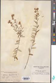 Image result for Rhynchosia galpinii