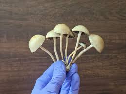 Image result for Pancovia holtzii