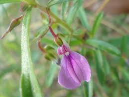 Image result for Afrohybanthus enneaspermus