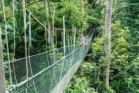 The famous canopy walkway in taman negara. The Ultimate Guide To Taman Negara Rainforest