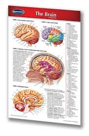 Brain Medical Pocket Chart Human Brain Quick Reference Guide