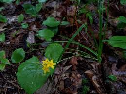 Image result for Hypoxis kilimanjarica
